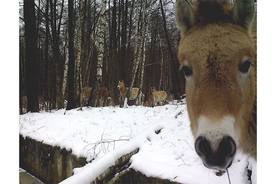 Wildlife thriving in abandoned Chernobyl zone 
