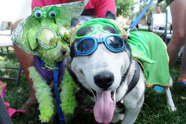 Consumers spend $330 million on Halloween pet costumes – The Denver Post