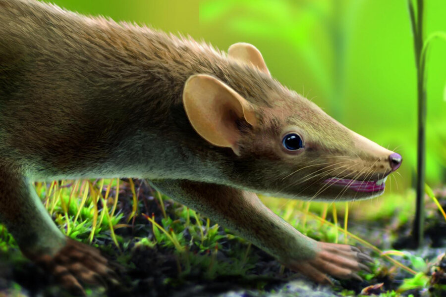 This 'Cretaceous furball' could be the oldest mammal ever found - This 'Cretaceous furball' could be the oldest mammal ever found -