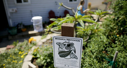 Why monarch butterflies benefit from the California drought