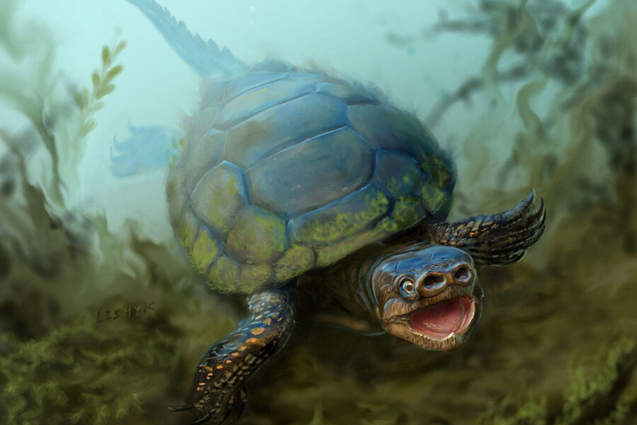 Bizarre Pig Nose Turtle Once Swam The Prehistoric Seas Of Utah Csmonitor Com Bizarre Pig Nose Turtle Once Swam The Prehistoric Seas Of Utah Csmonitor Com