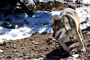 Mexican Gray Wolf's Reintroduction Shows Shifting Views On Conservation ...