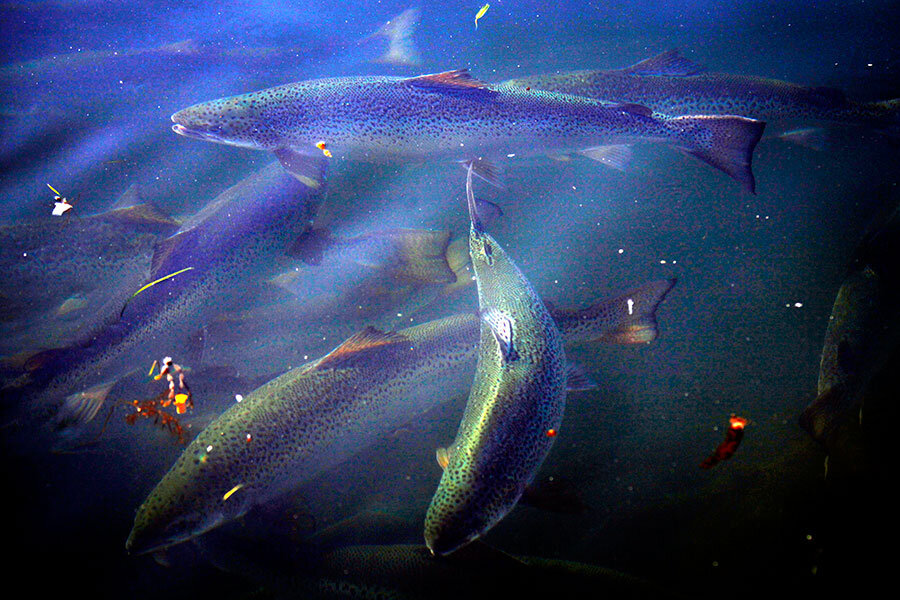 China gets ready to harvest first batch of farmed salmon from huge, deep  sea fully-submersible fish cage