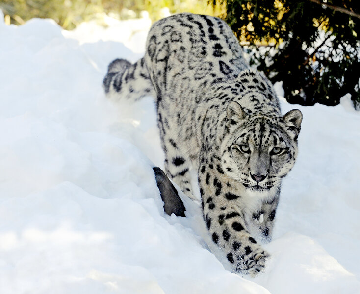 Saving The Snow Leopards