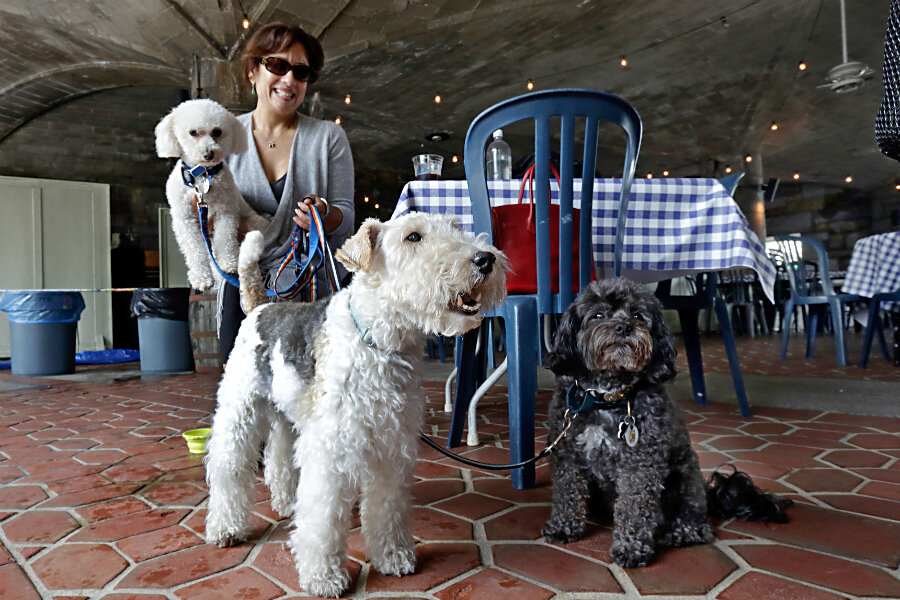 Dogs now allowed in NY restaurants. What are the rules? - CSMonitor.com