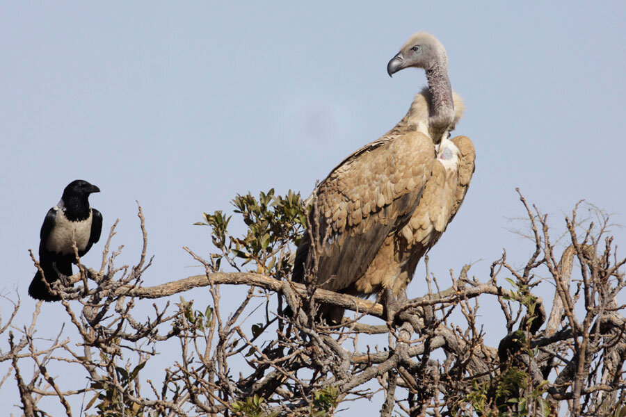 Vultures of the world guide: how many species there are, and why they're  important - Discover Wildlife