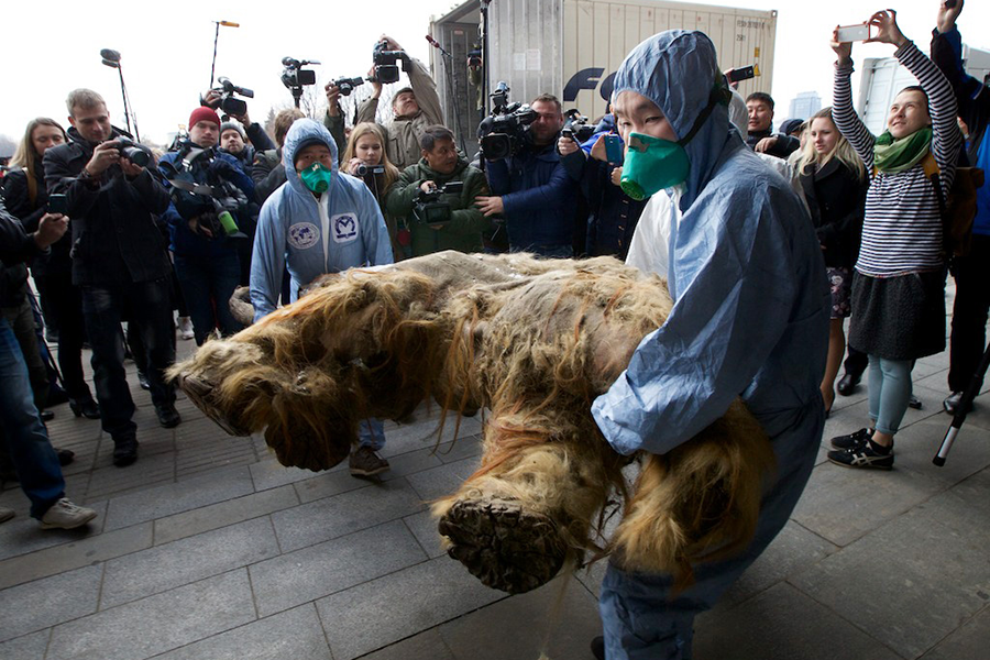 10,000-year-old lion cubs found frozen in Siberia offer link to distant  past 