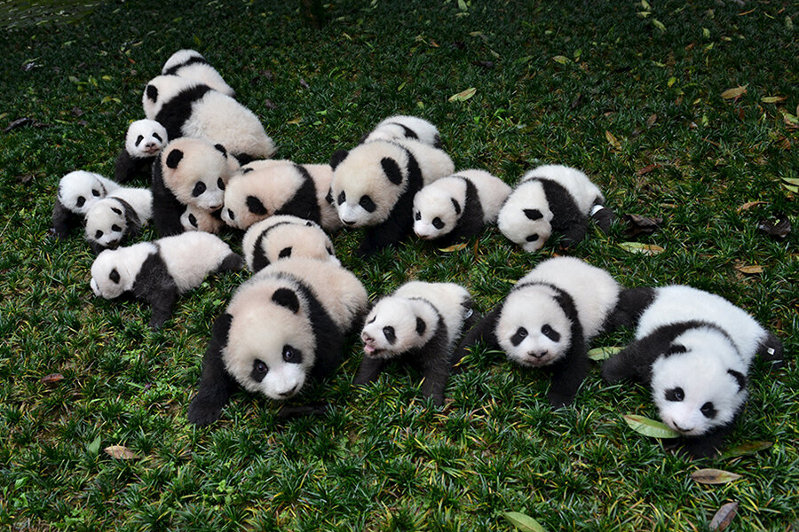 Are pandas worth it? 