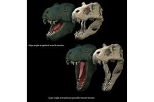 t rex and allosaurus