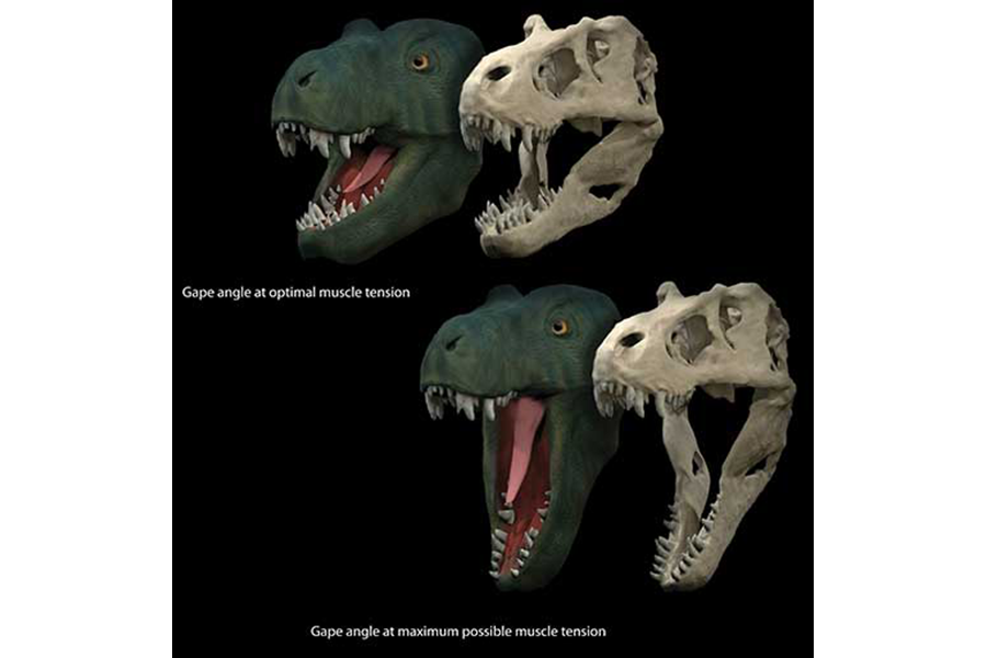 T. rex noses out dinosaur competition