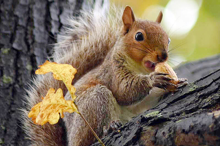 How the fox squirrel got off the endangered species list - CSMonitor.com