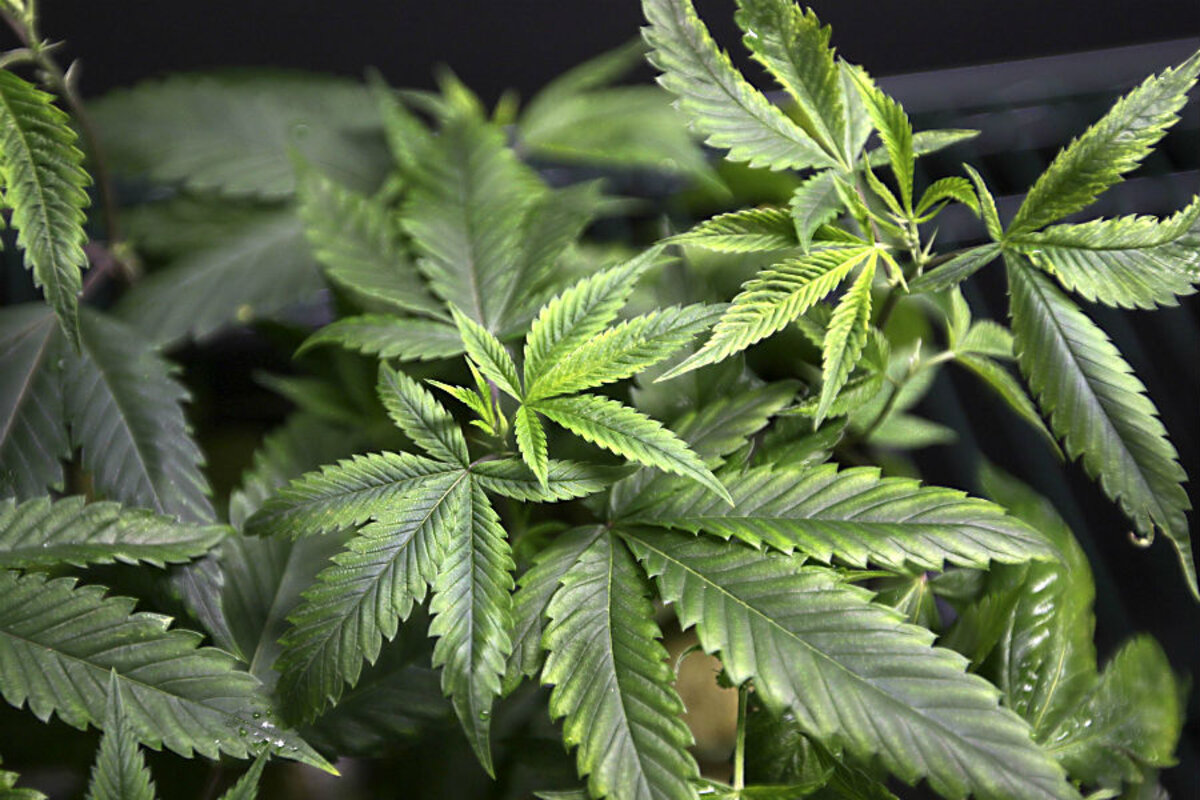 Where marijuana is legal, complaints aired about the smell - CSMonitor.com