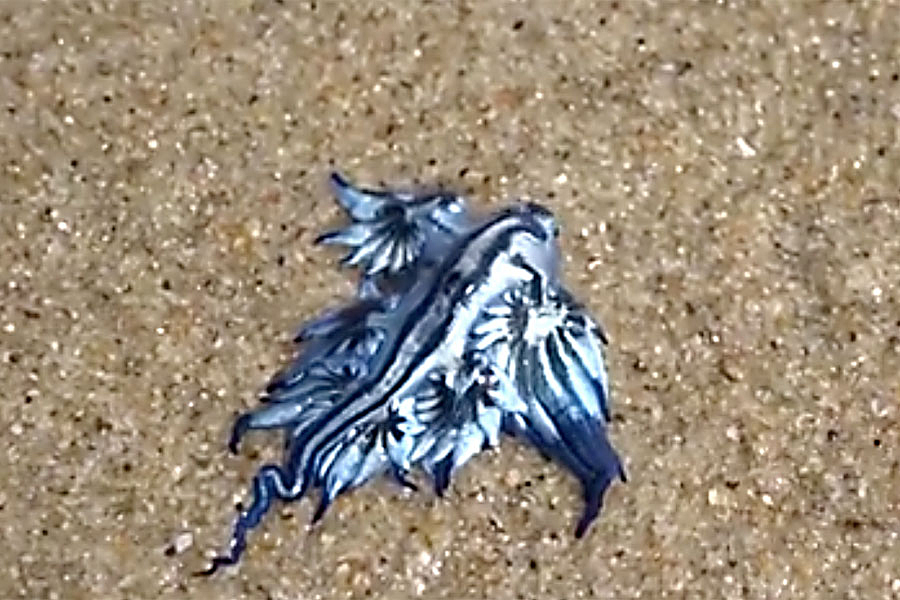 blue dragon washes ashore