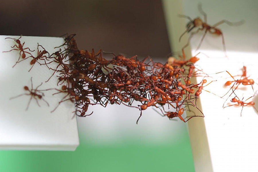 Food-carrying ants use collective problem solving to get through or around  obstacles