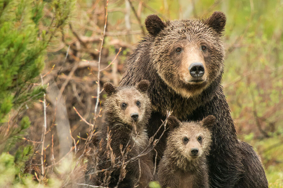 The Good, the Bad, and the Grizzly, What to Do if You Encounter a Bear, Nature