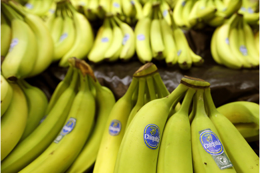 Is the topselling banana really going extinct?