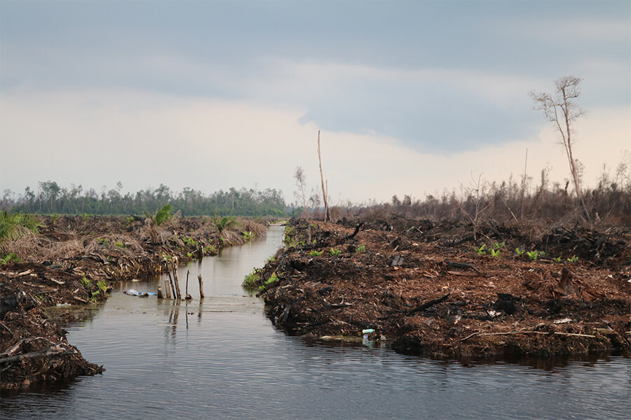 Climate change Why Indonesia's forests are crucial to emission curbs