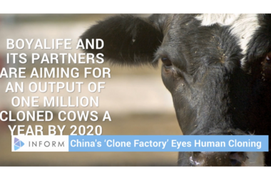 China to build massive cow cloning facility: Are cloned humans next? -  