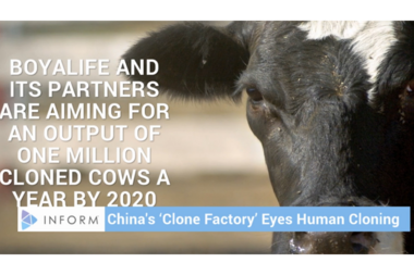 China to build massive cow cloning facility: Are cloned humans next? - China to build massive cow cloning facility: Are cloned humans next? -
