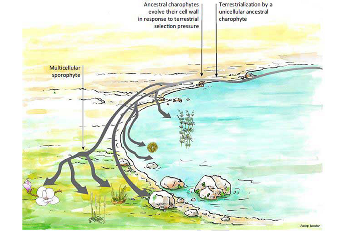 その他 Invasions of the Land: The Transitions of Organisms from Aquatic to Terrestrial Life Picture of ancient missing link between fish and land animals