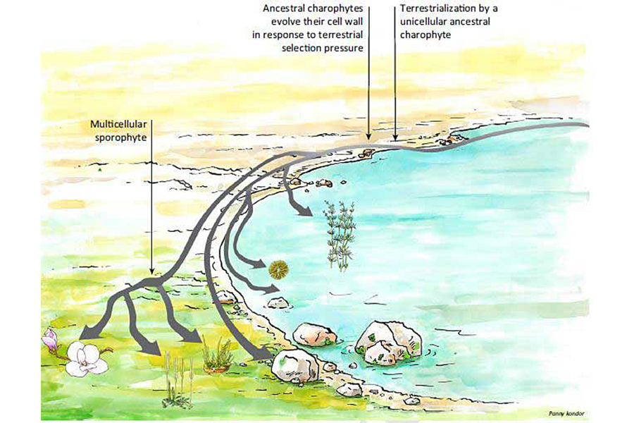 その他 Invasions of the Land: The Transitions of Organisms from Aquatic to Terrestrial Life The neuroecology of the water-to-land transition and the