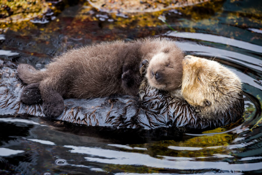 monterey bay aquarium welcomes fuzzy newborn otter photos