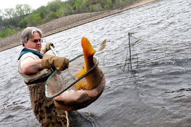 Inside the Box: Great Lakes Carp