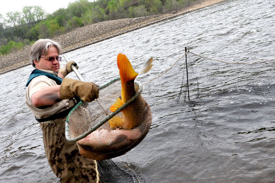 The Fish In Lake Erie