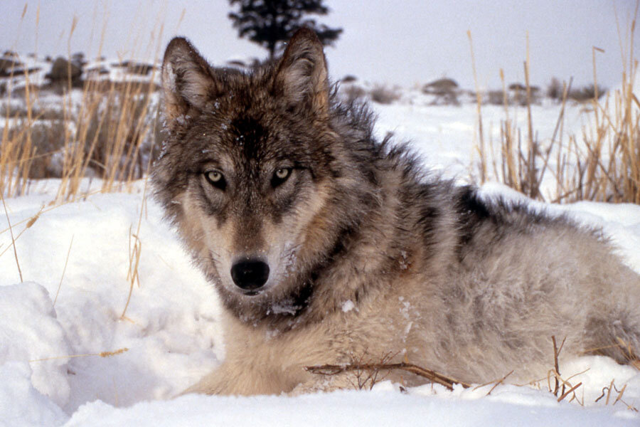 just-89-of-these-alaskan-wolves-remain-but-are-they-endangered