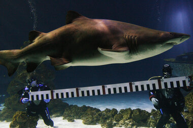 Scientists Discover Nursery Ground for Sand Tiger Sharks In Long Island's  Great South Bay > Newsroom