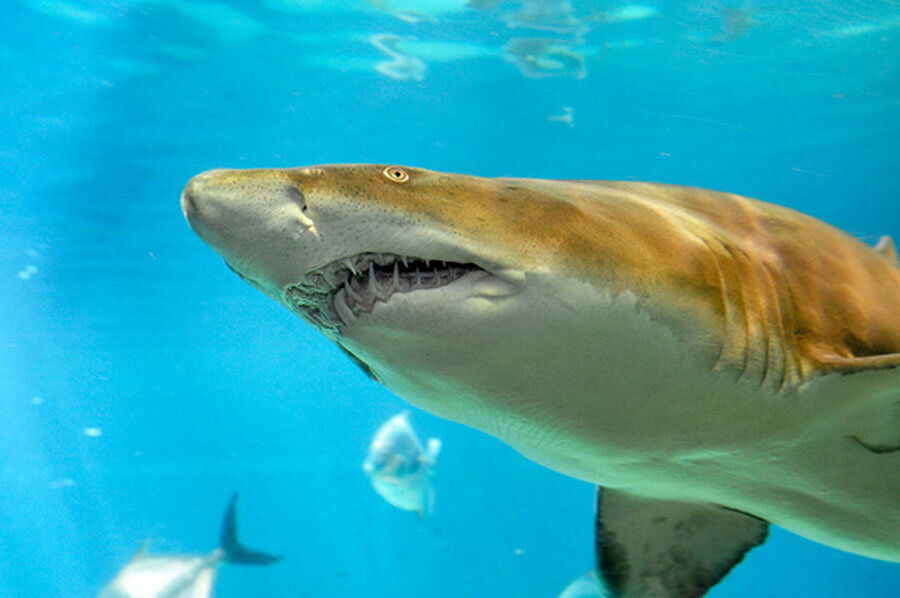 Maine is home to 8 types of sharks, from sand tigers to great