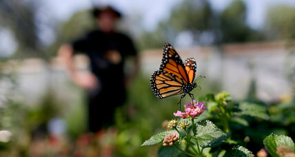 Can lawsuits save the monarch butterfly?