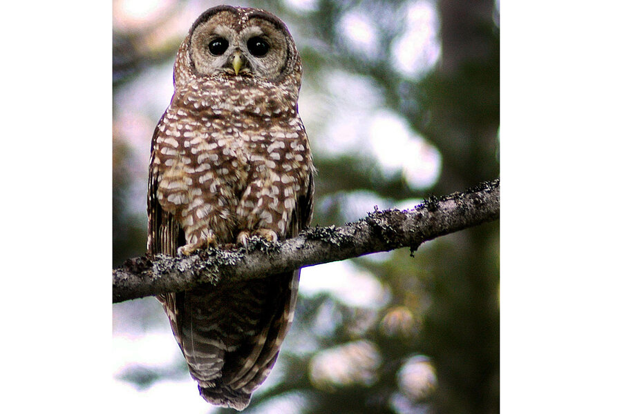 spotted owl debate