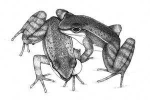 anterior limbs of frog