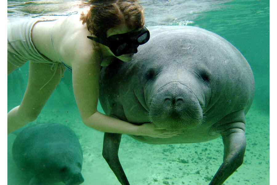 Why Florida's manatee population is rebounding