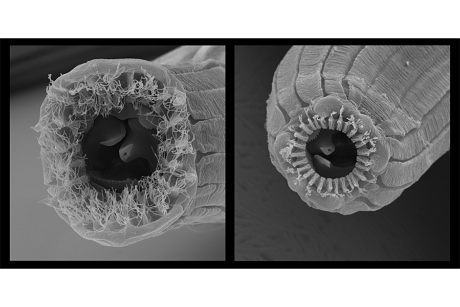 Five faces, one worm: Scientists uncover genetic oddity