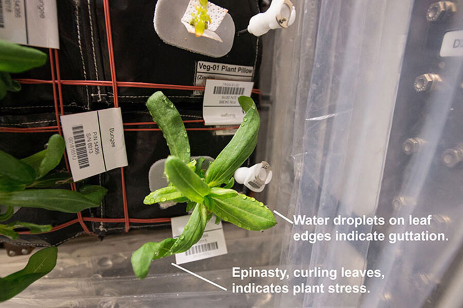 pix Plant Pillow Nasa zinnias bloom on space station what