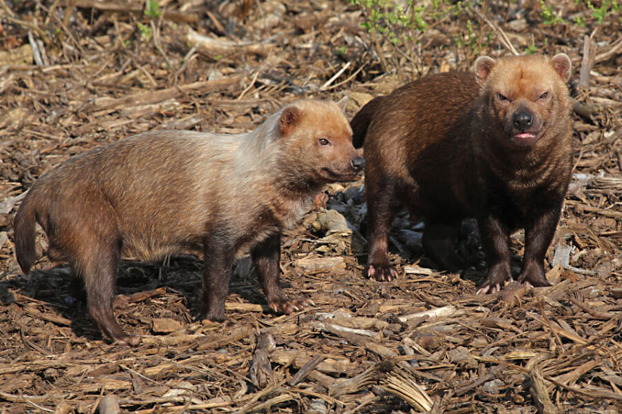 why is the bush dog endangered