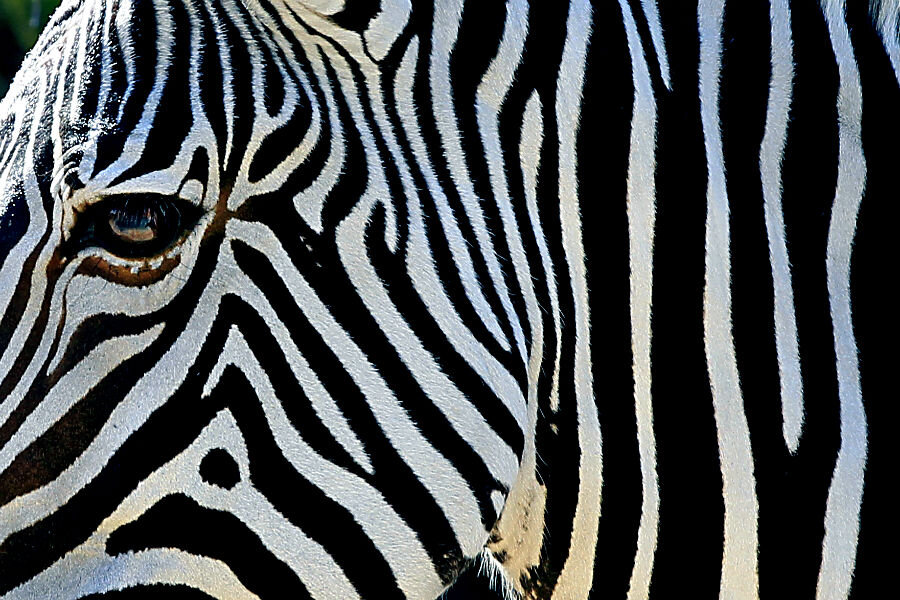 Why do zebras have stripes? It's not for camouflage, say scientists. -  