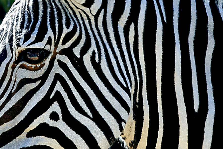 Why do zebras have stripes? It's not for camouflage, say scientists. - Why do zebras have stripes? It's not for camouflage, say scientists. -