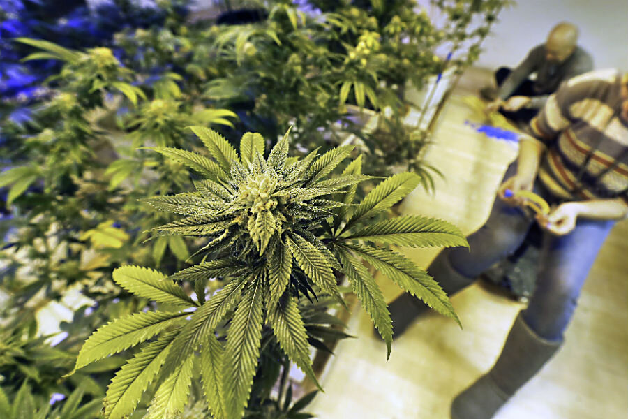 Dark marijuana: Illegal growers hide among Colorado's legit fields - CSMonitor.com