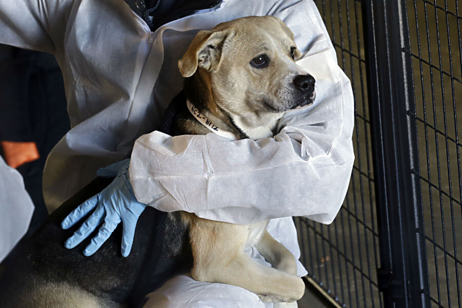 More than 600 animals rescued from North Carolina no-kill shelter -  