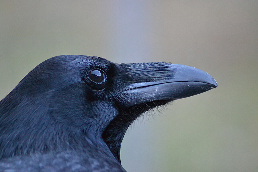 Why Ravens are more dangerous than thought