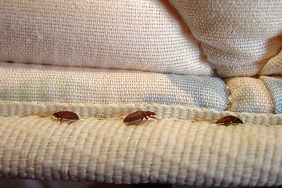 bed bugs fom new furniture or mattress
