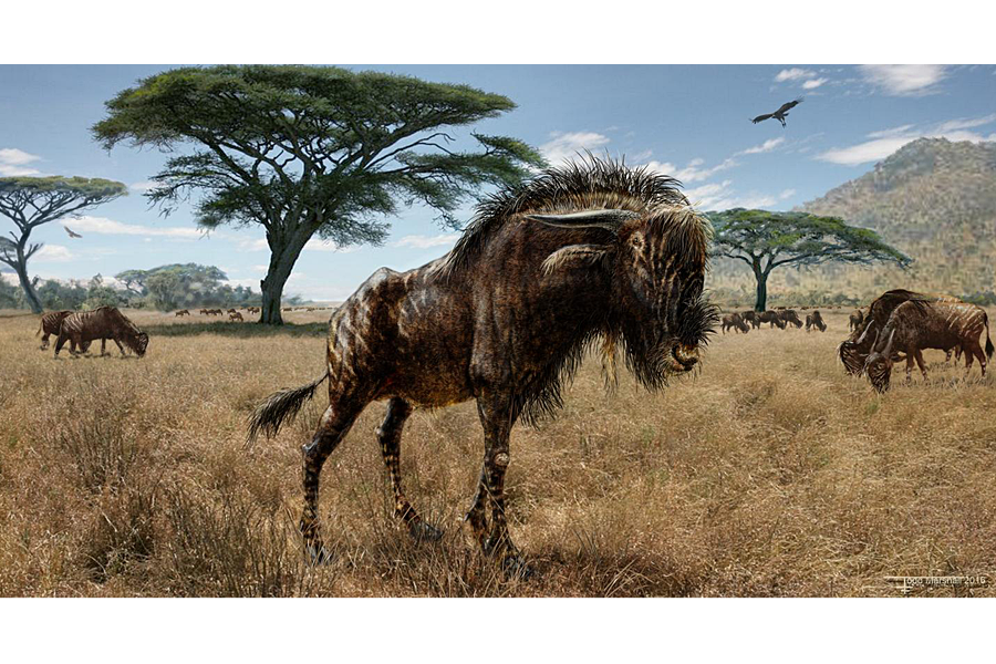 Weird convergence: Extinct wildebeest cousin and dinosaur shared noses -  