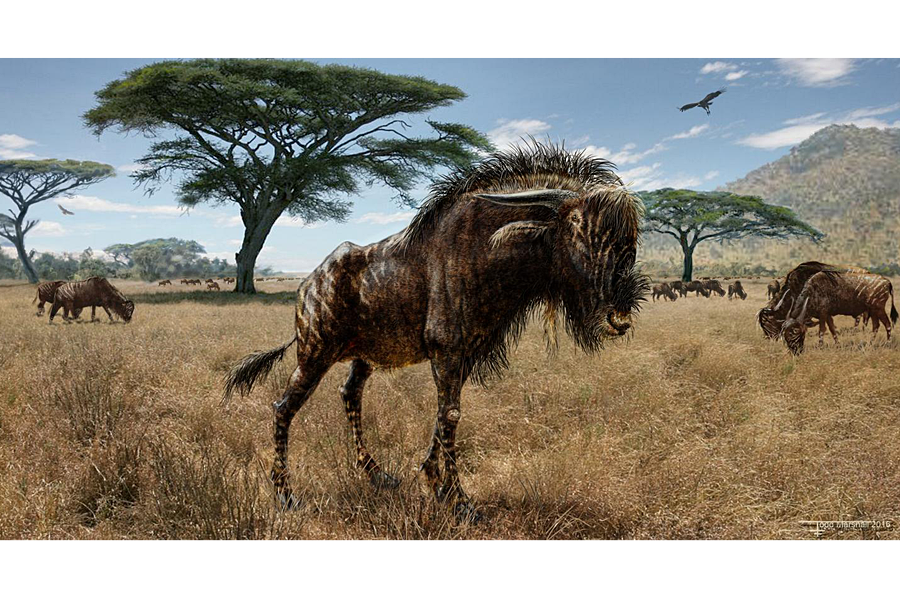 Weird convergence: Extinct wildebeest cousin and dinosaur shared noses - Weird convergence: Extinct wildebeest cousin and dinosaur shared noses -