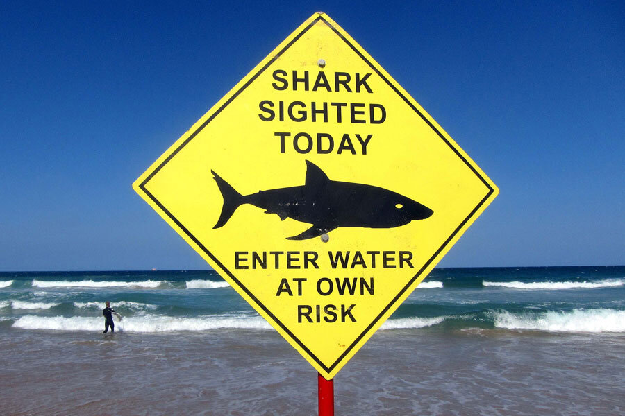 Deaths from shark attacks across the world doubled in 2023