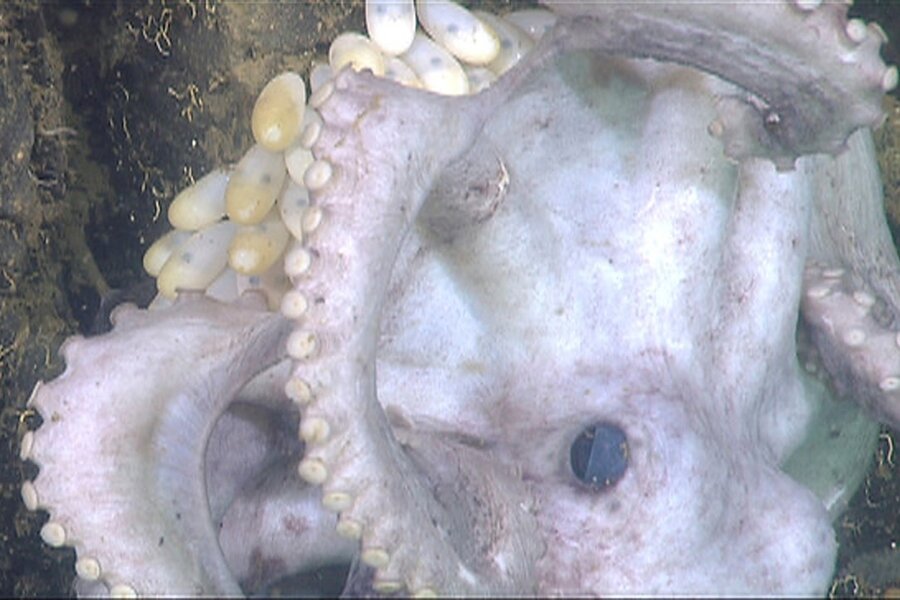 More Realistic Tentacles Improve Performance Of Octopus Inspired