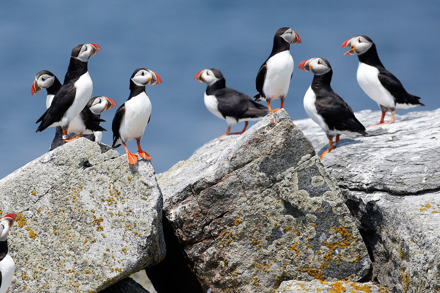 The 4 Best Ways to See Puffins in Maine - Birds and Blooms