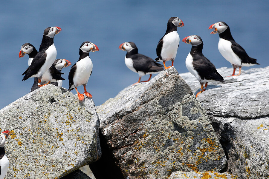 Puffin Tours- Maine Tourism Association